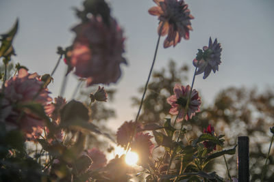 Low angle view of pink flowers against sky