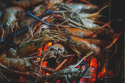 Close-up of shrimp grill
