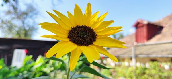 Close-up of yellow sunflower against sky