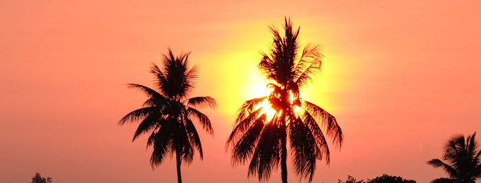 Sun shining through a palm tree at sunset. vietnam.