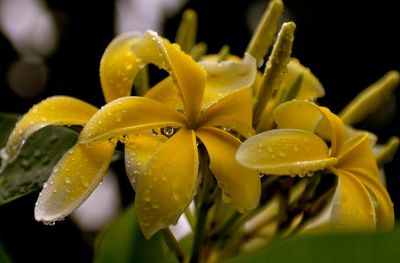 Close-up of wet yellow flowers blooming outdoors