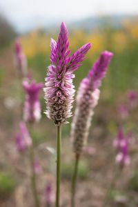 Close-up of purple flowers