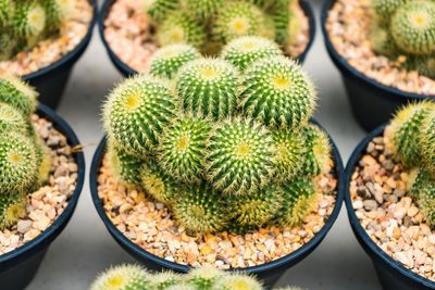 High angle view of succulent plant