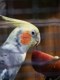 Close-up of parrot