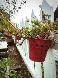 Close-up of plants against building