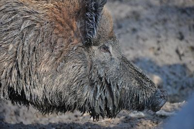 Close-up of plant against white background