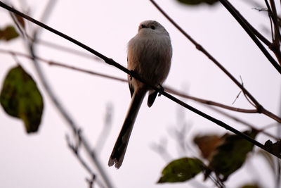 Low angle view of bird perching on branch