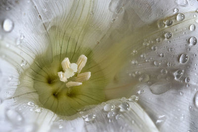 Full frame shot of water on white flowering plant