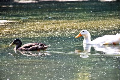 Swans swimming in lake