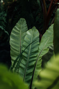 Green tropical jungle leaves background, natural exotic lush foliage. vertical