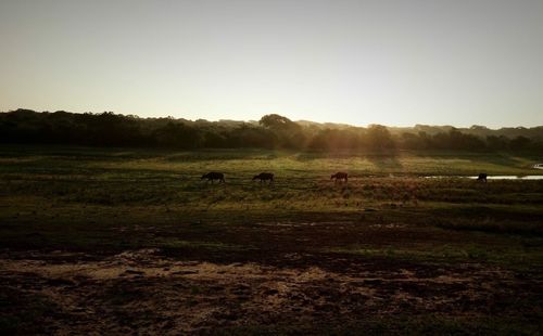 Cows grazing on field against clear sky