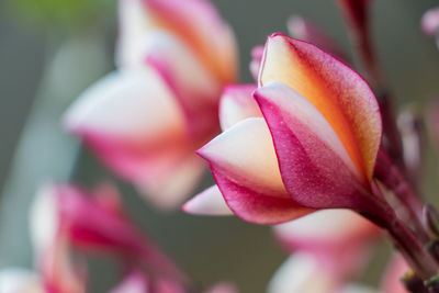 Close-up of pink rose