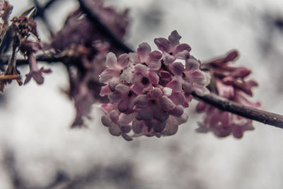 Close-up of pink cherry blossom