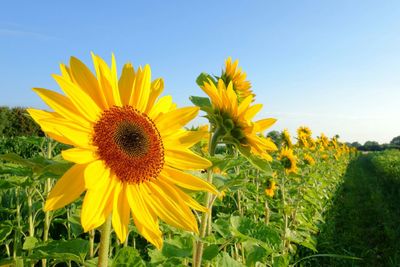 Close-up of sunflower blooming in field