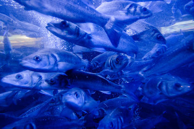 Close-up of fish underwater