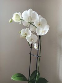 Close-up of white orchids in vase against wall