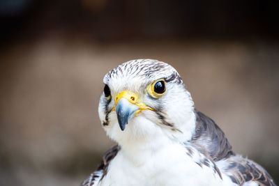 Close-up of a bird