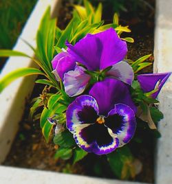 Close-up of purple flowers blooming outdoors