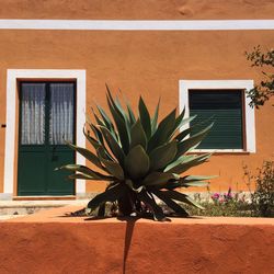 Potted plant against window of building