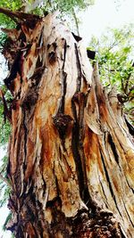Low angle view of tree trunk