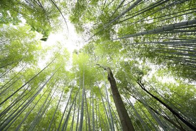 Low angle view of bamboo trees in forest