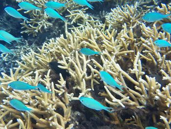 Close-up of fish swimming in sea