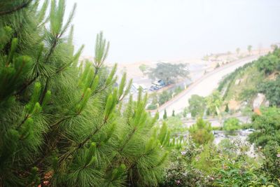 Plants growing on tree