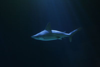 Shark swimming underwater