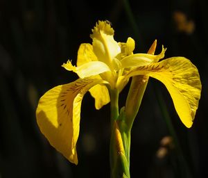 Close-up of yellow flowering plant