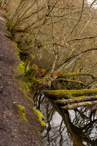 Plants growing on rocks in forest