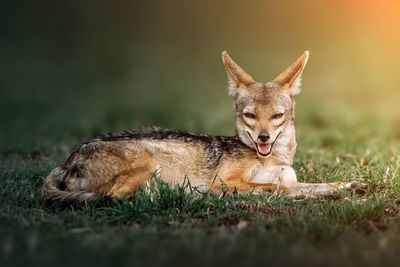 Black-backed jackal