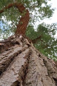 Low angle view of tree trunk in forest