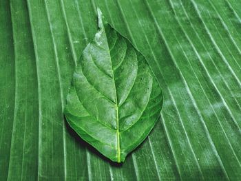 Close-up of wet leaves