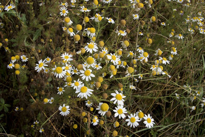 Close-up of white daisy flowers on field