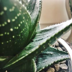 Close-up of succulent plant