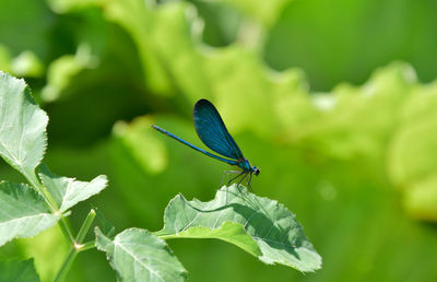 Close-up of butterfly on leaf