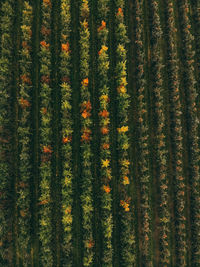 Aerial shot  of apple farm 
