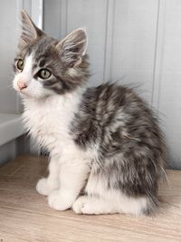 pet