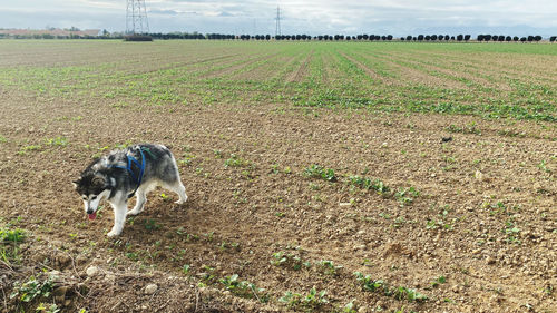High angle view of dog on field