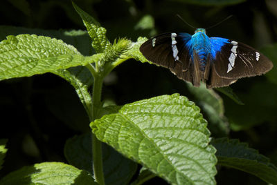 Close-up of butterfly on leaf