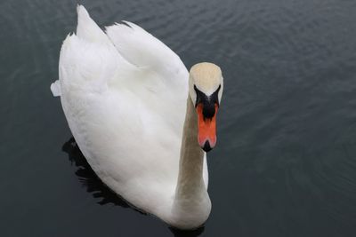 Closeup of swan on water