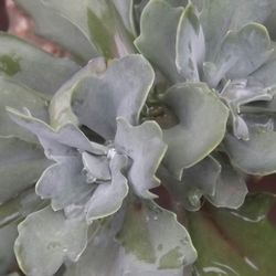 Close-up of flowers