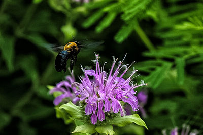 Close-up of honey bee pollinating on purple flower