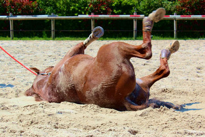 Horses lying on sand