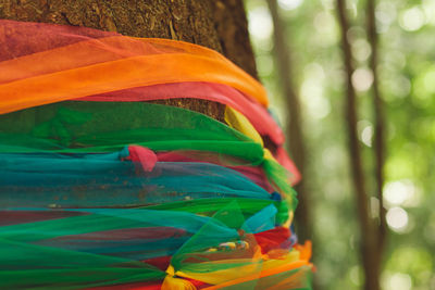 Close-up of multi colored tree trunk