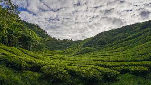 Scenic view of agricultural field against sky