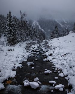 Snow covered land and trees