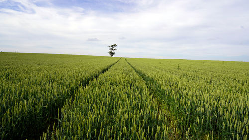 Scenic view of agricultural field against sky