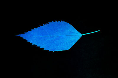 Close-up of blue colored leaf against black background