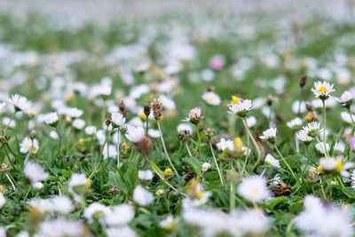 Close-up of flowers blooming on field